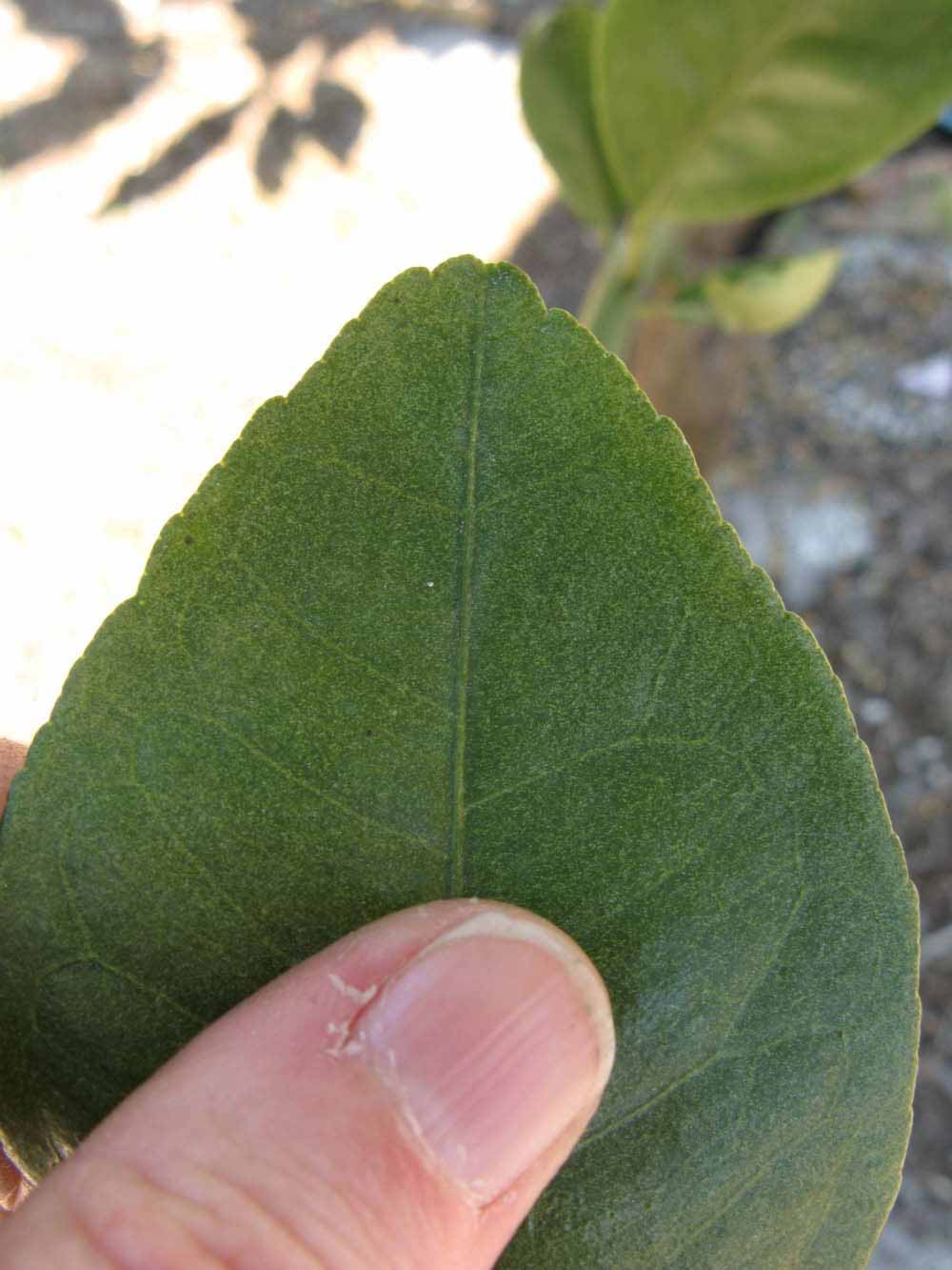              Margin (Winter Haven, FL)       